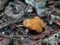 Sárga rókagomba (Cantharellus cibarius), Őrség